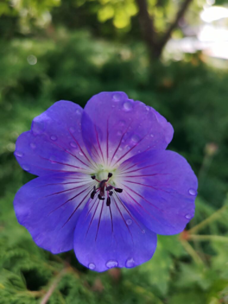 Close-up of a purple geranium with water droplets against a blurred green garden background